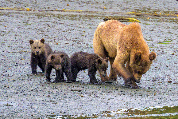 Alaska 2024