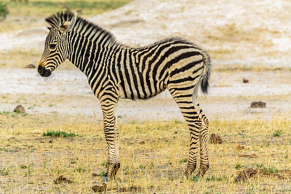 Zebra Colt