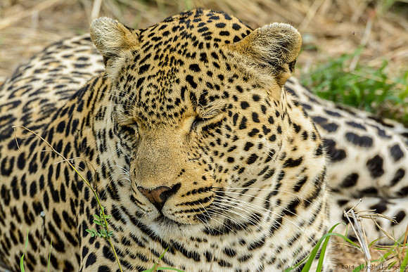 Male Leopard