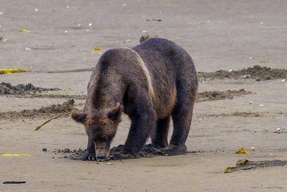 Alaska 2024