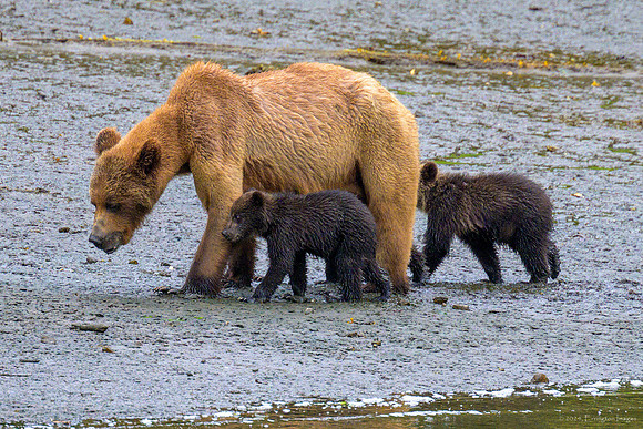 Alaska 2024
