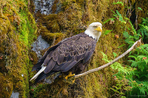 Alaska 2024