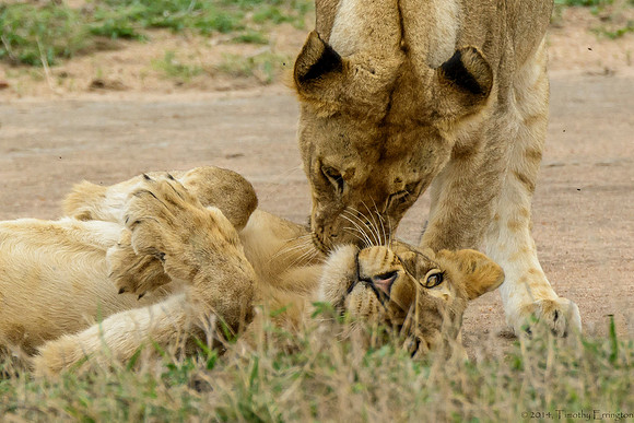 Lion Cubs at Play