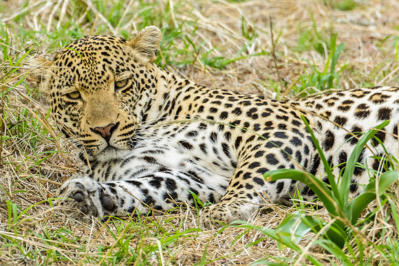 Male Leopard