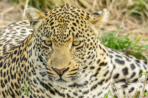 Male Leopard