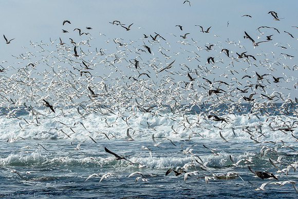 Elegant Terns