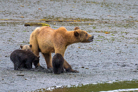 Alaska 2024