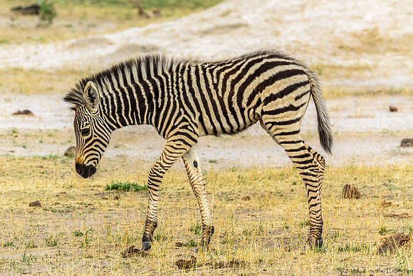 Zebra Colt