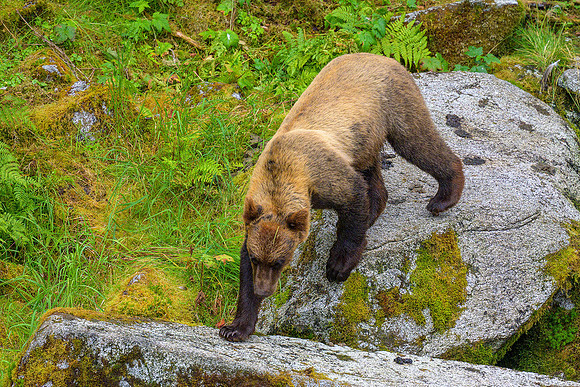 Alaska 2024