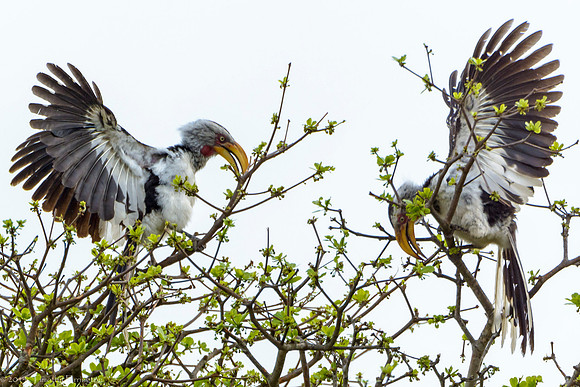 Southern Yellow-Billed Hornbill