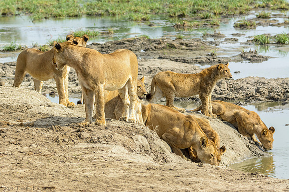 Lion Pride at Water Hole