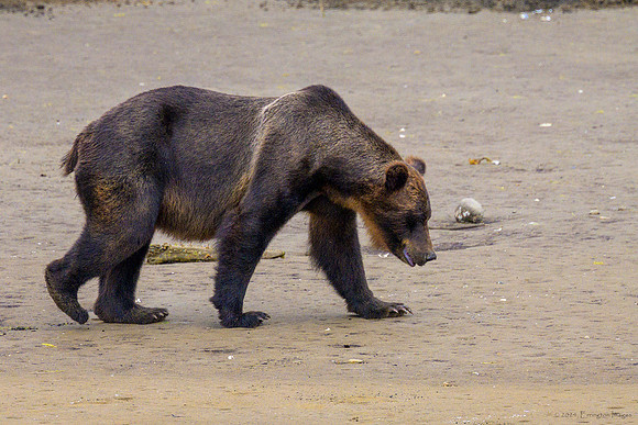 Alaska 2024