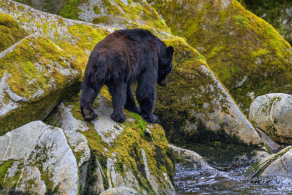 Alaska 2024