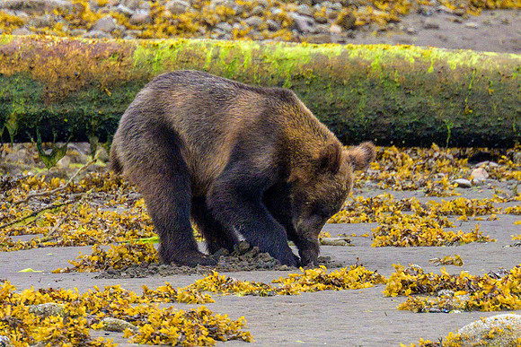 Alaska 2024