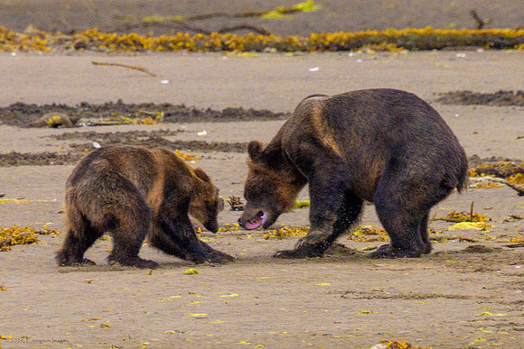 Alaska 2024