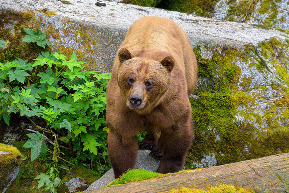 Alaska 2024
