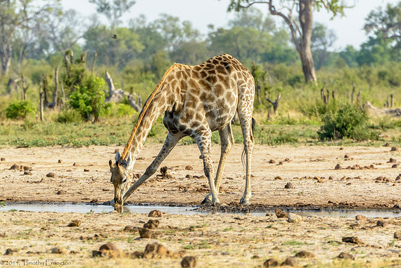 Giraffe at Little Makalolo Water Hole