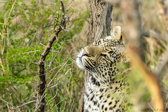 Male Leopard Cub Toying with a Chameleon