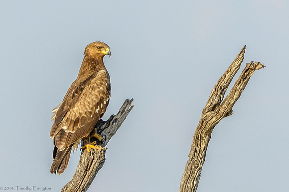 Steppe Eagle Wintering from Russia