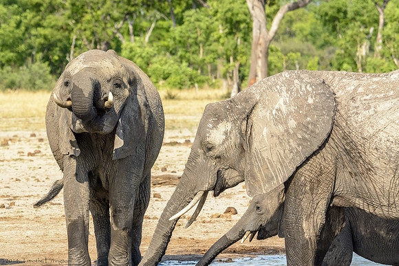 Elephant