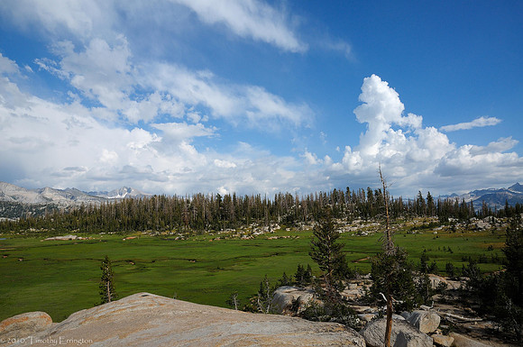 Long Meadow
