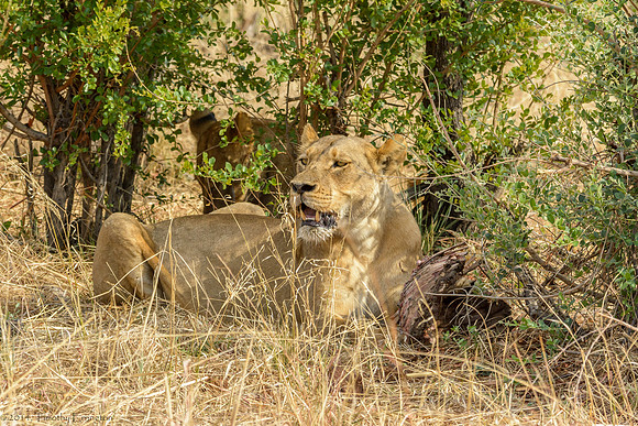 Lions with Kill