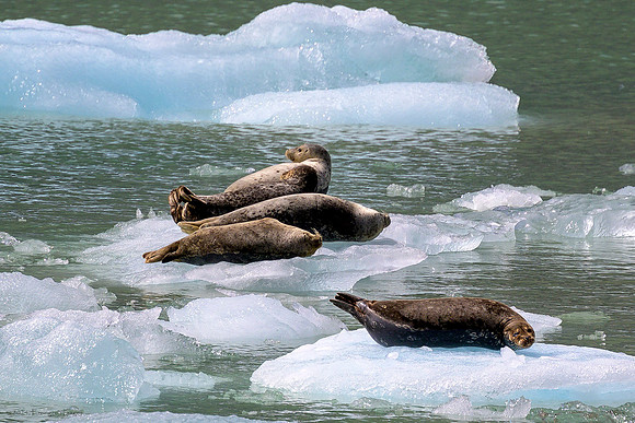 Alaska 2024