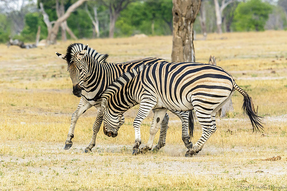 Zebra at Play
