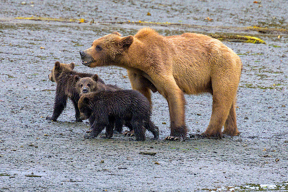 Alaska 2024