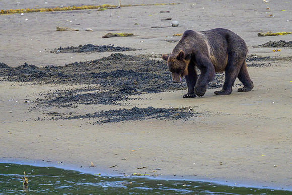 Alaska 2024