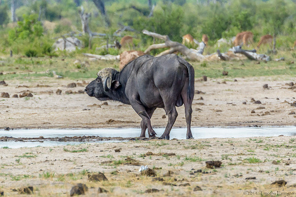 Cape Buffalo at Little Makalolo Water Hole