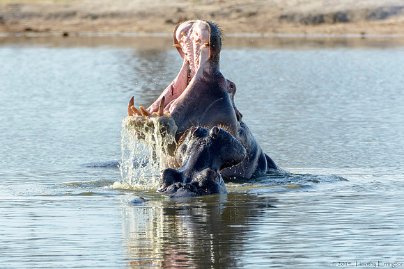 Hippo