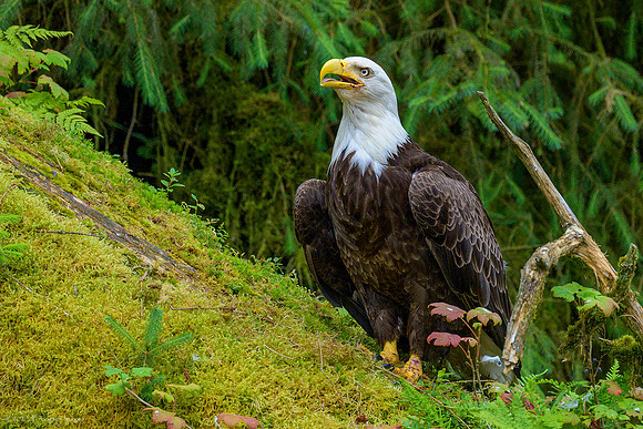 Alaska 2024