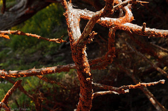 Point Lobos