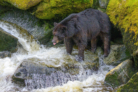 Alaska 2024