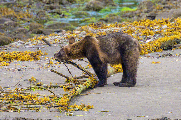 Alaska 2024