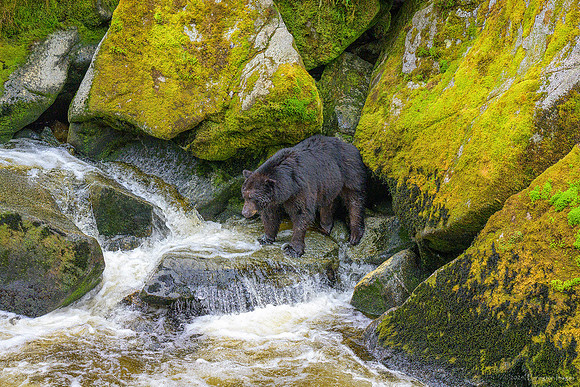 Alaska 2024