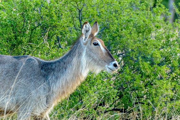 Waterbuck