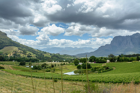 Stellenbosch Wine Region
