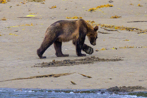 Alaska 2024