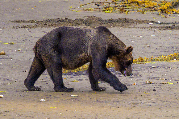 Alaska 2024