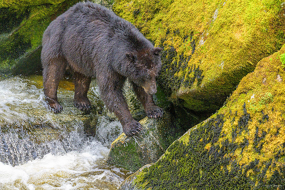 Alaska 2024