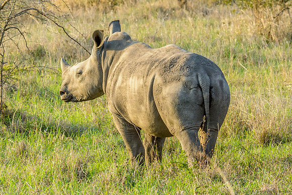 White Rhino