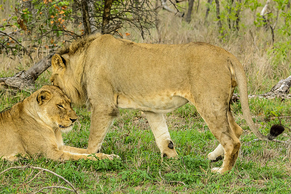 Pride of Lions - The Greeting