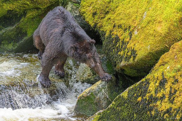 Alaska 2024