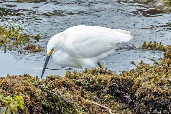 Snowy Egret