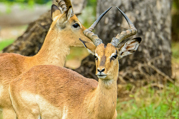 Impala