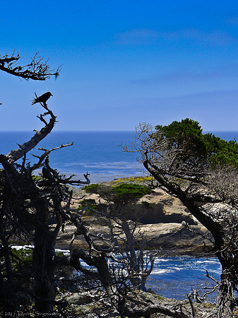 Point Lobos