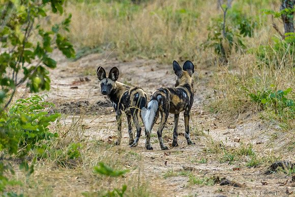 African Painted Dog