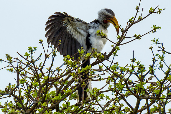 Southern Yellow-Billed Hornbill